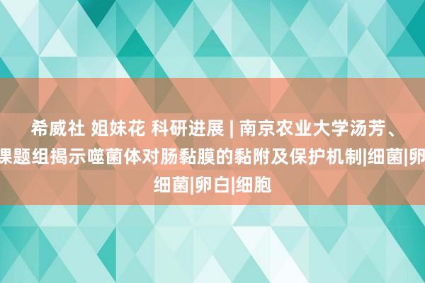 希威社 姐妹花 科研进展 | 南京农业大学汤芳、戴建君课题组揭示噬菌体对肠黏膜的黏附及保护机制|细菌|卵白|细胞